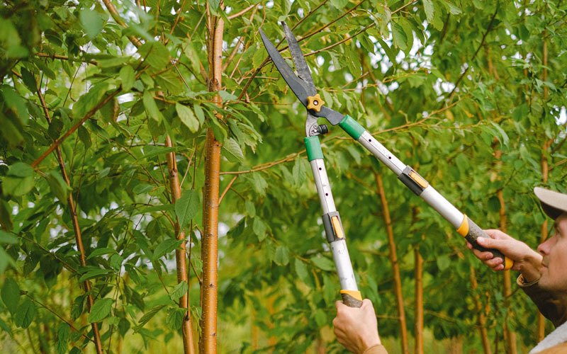 Tree trimming in Maunaloa, HI
